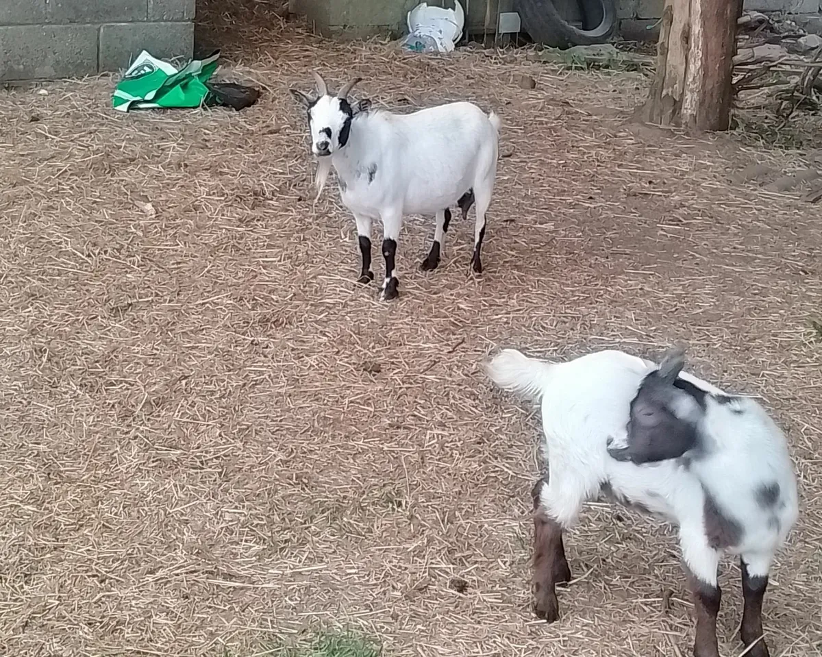 Pygmy Goats  and half pygmy goats - Image 2