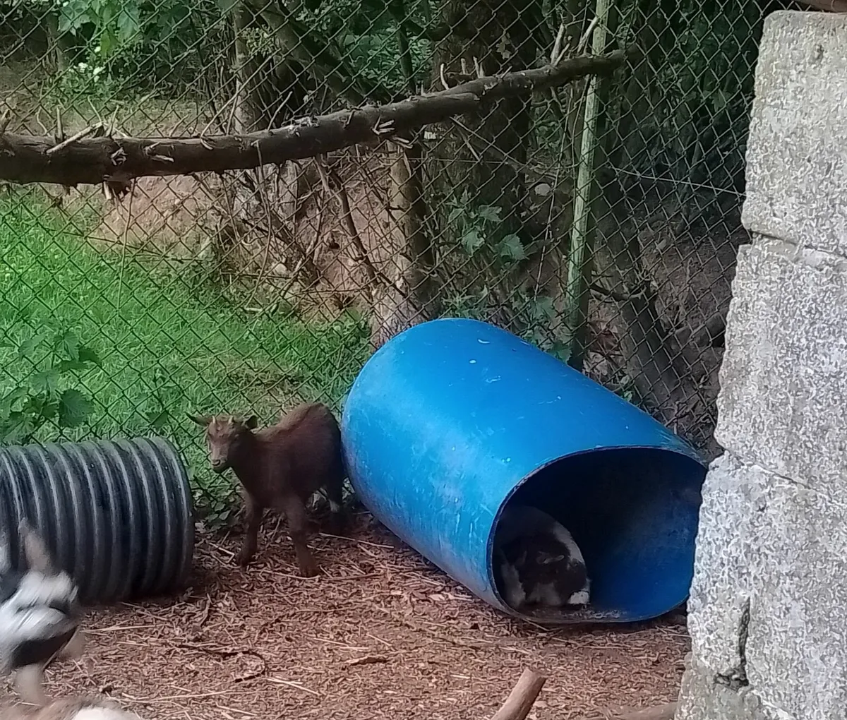 Pygmy Goats  and half pygmy goats - Image 3