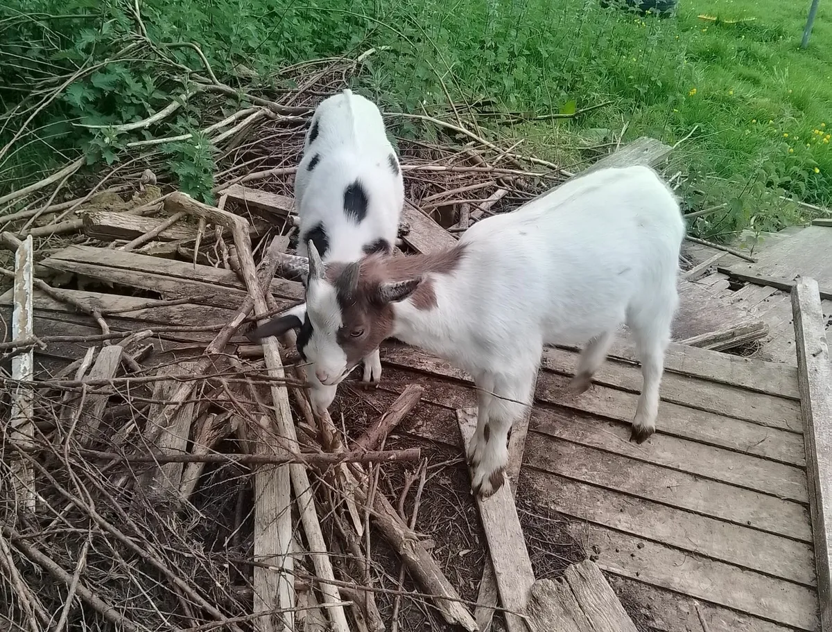 Pygmy Goats  and half pygmy goats - Image 4