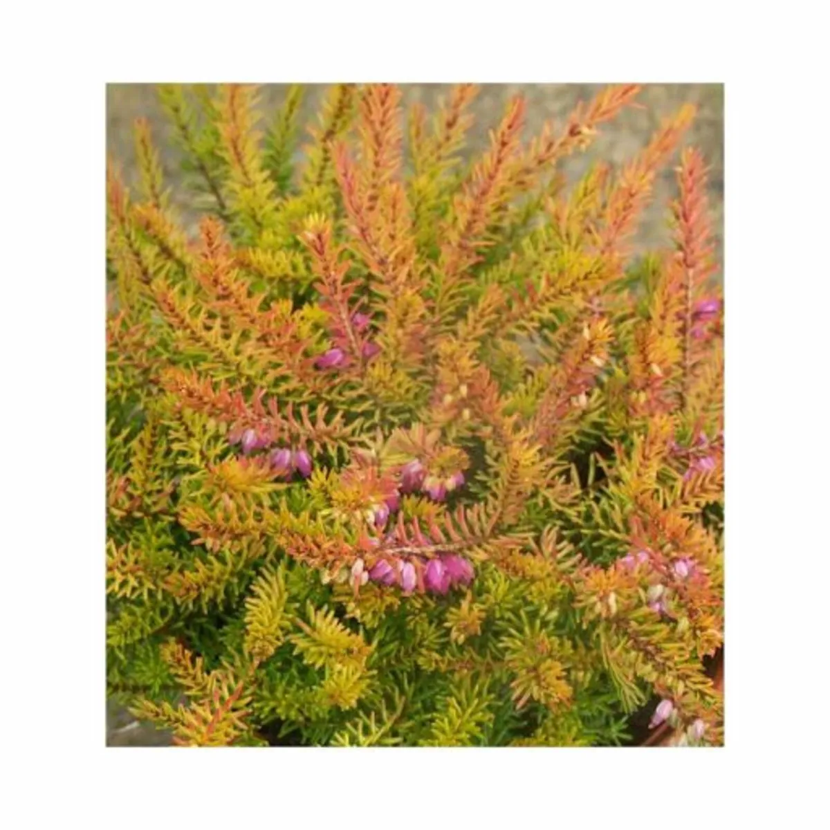 HEATHERS IN MANY COLOURS - Image 2