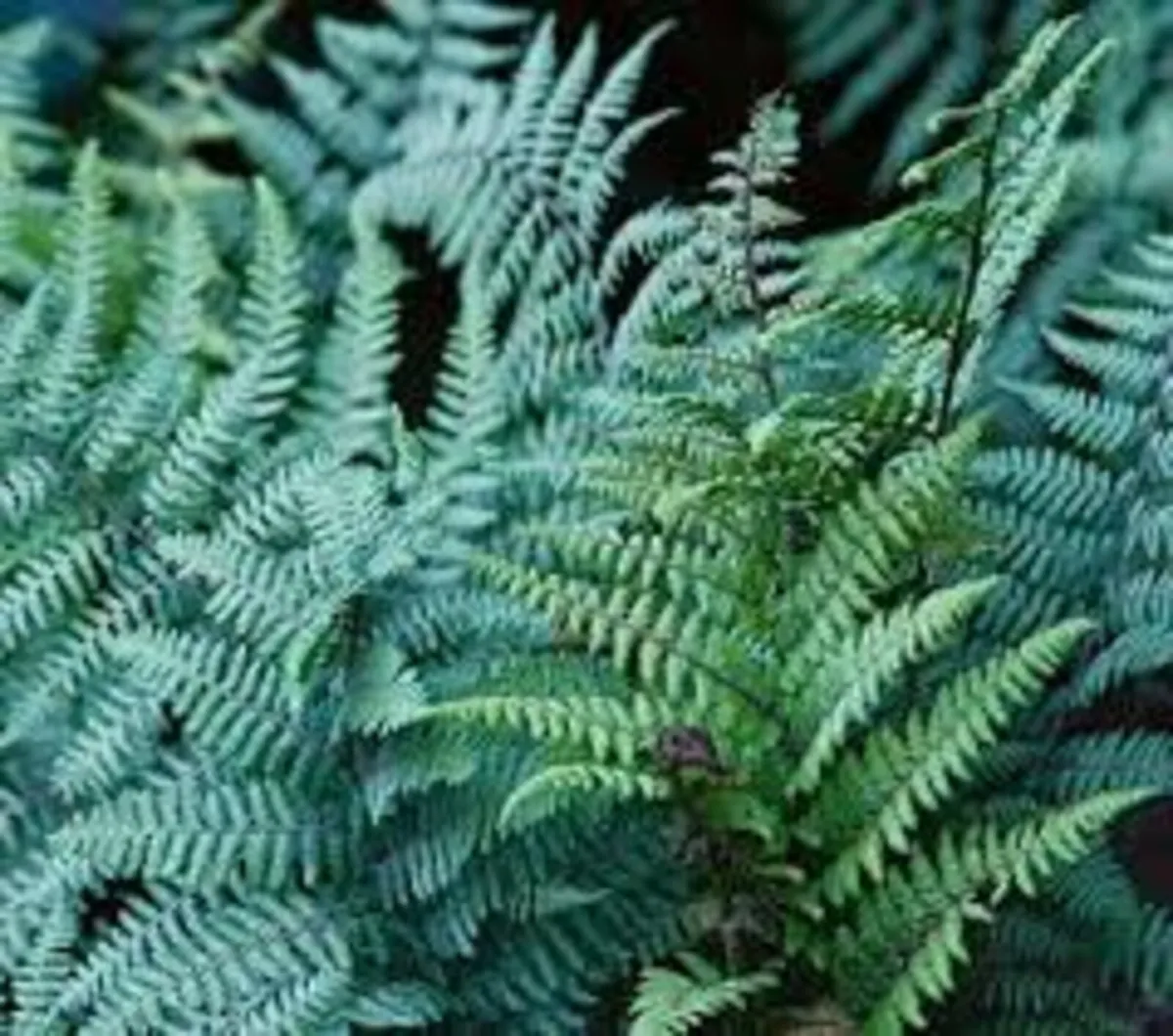 FERNS IN MANY COLOURS AND TEXTURES - Image 1