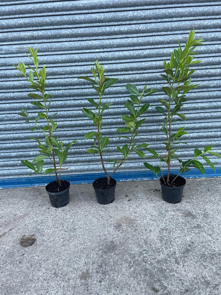 Laurel Hedging - Image 1