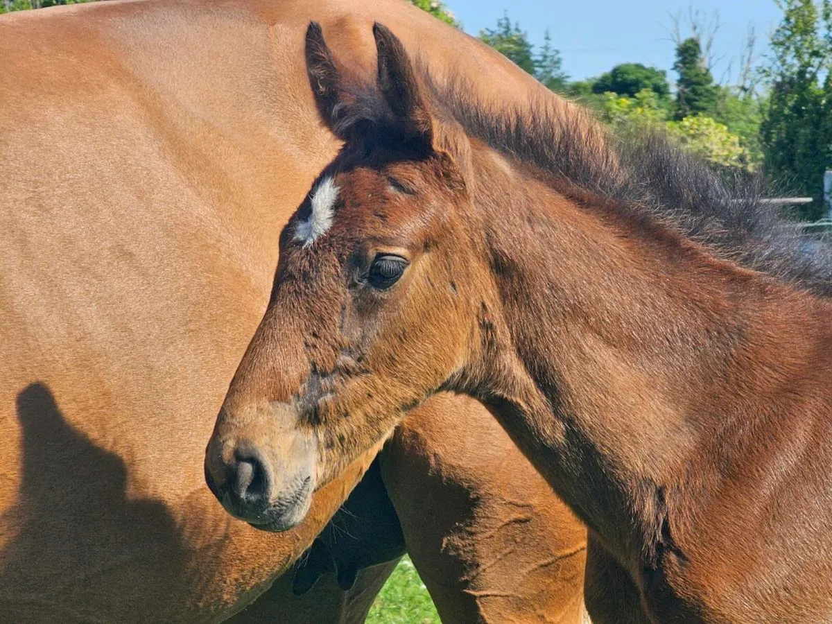 Warmblood Mare & Harley colt foal - Image 2
