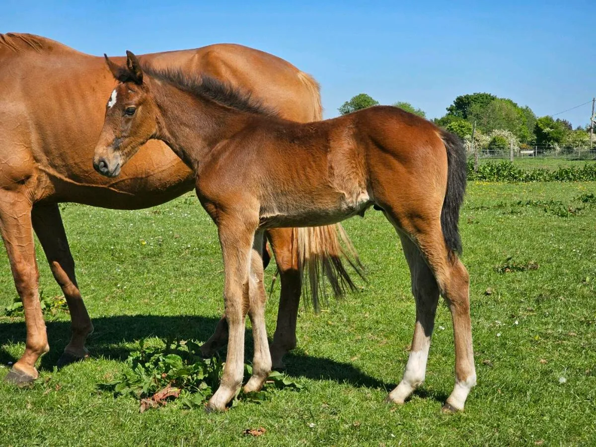 Warmblood Mare & Harley colt foal - Image 1