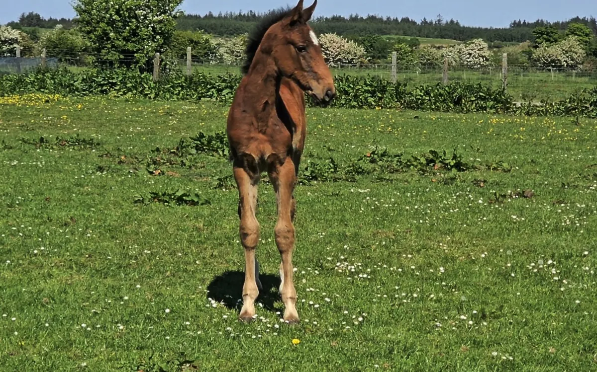 Warmblood Mare & Harley colt foal - Image 3