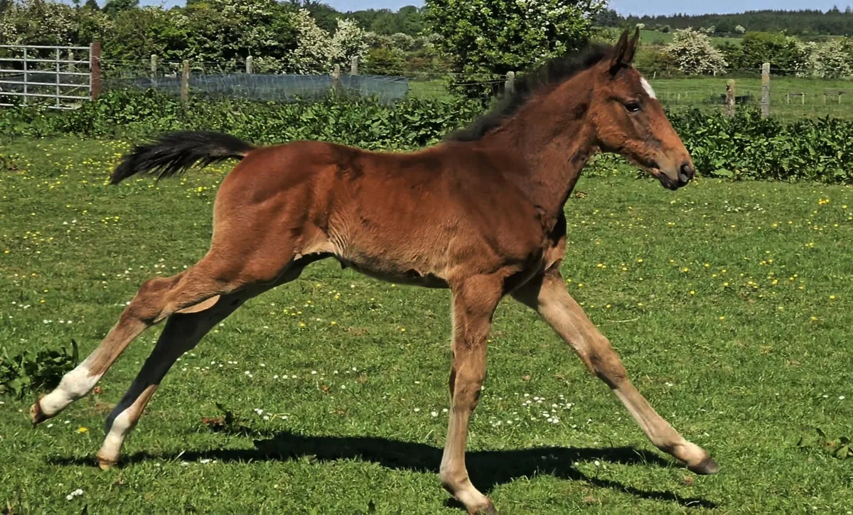 Warmblood Mare & Harley colt foal - Image 4