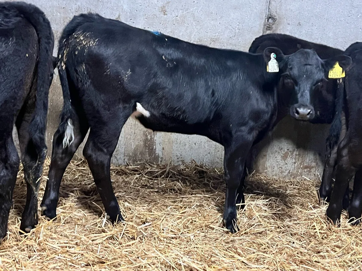 Aberdeen Angus Runners - Image 1