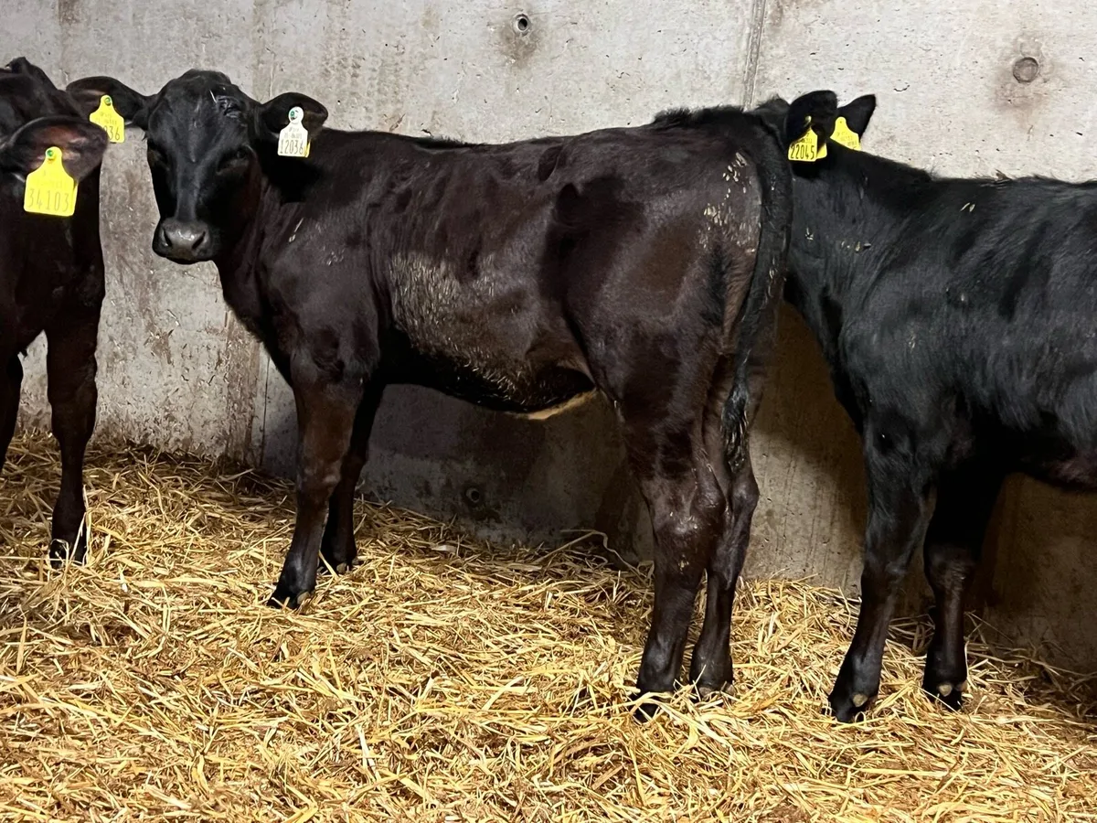 Aberdeen Angus Runners - Image 2