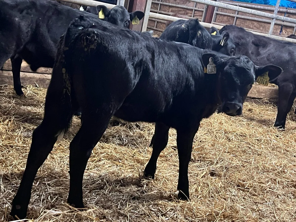Aberdeen Angus Runners - Image 3