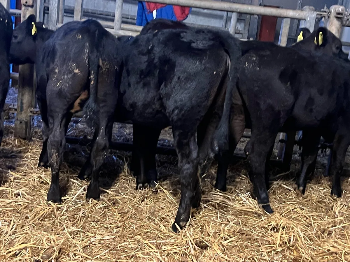 Aberdeen Angus Runners - Image 4