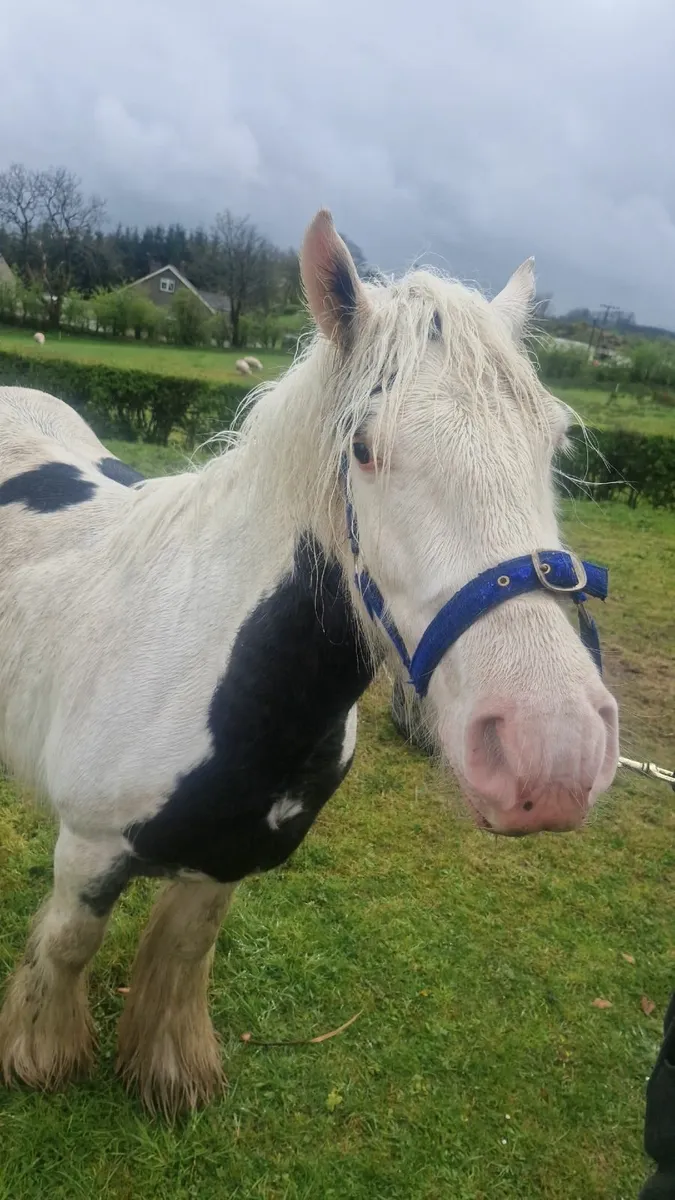 Gelding cob for sale - Image 1