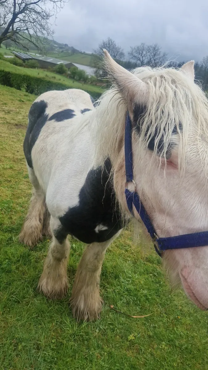 Gelding cob for sale - Image 2