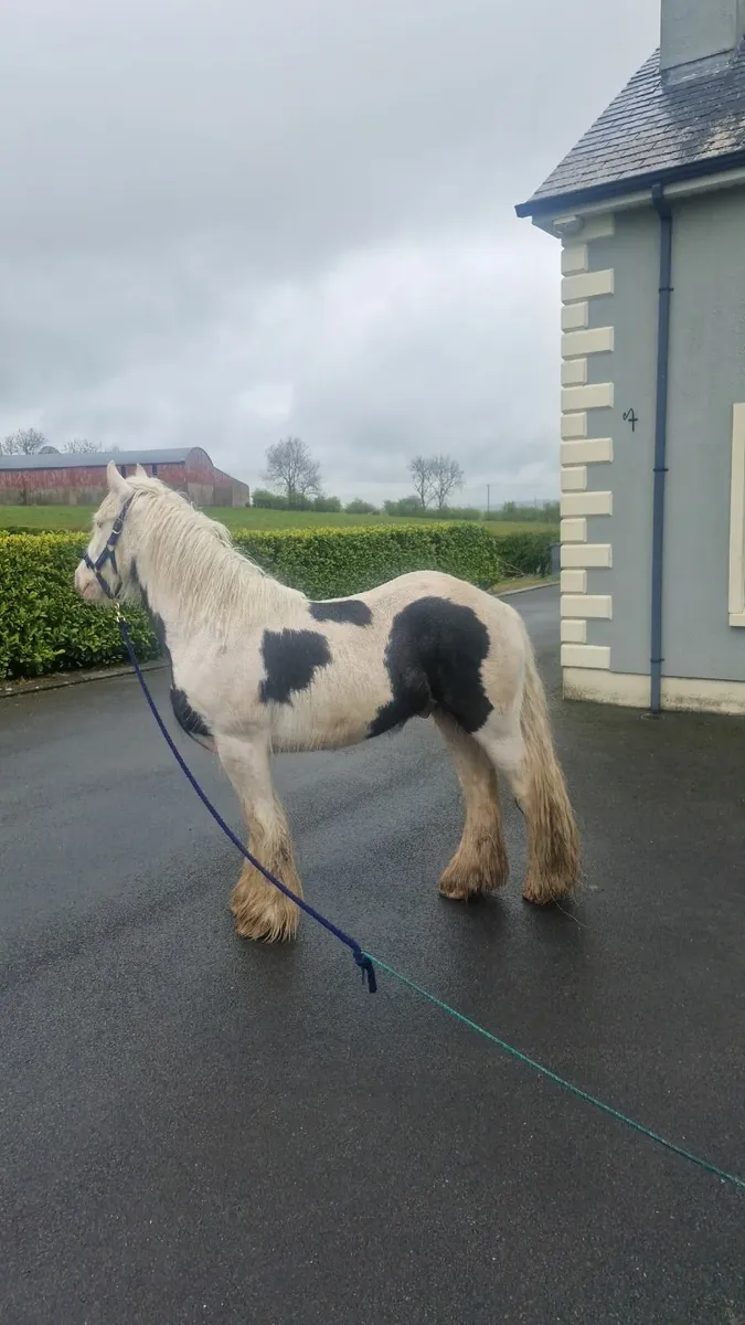 Gelding cob for sale - Image 3