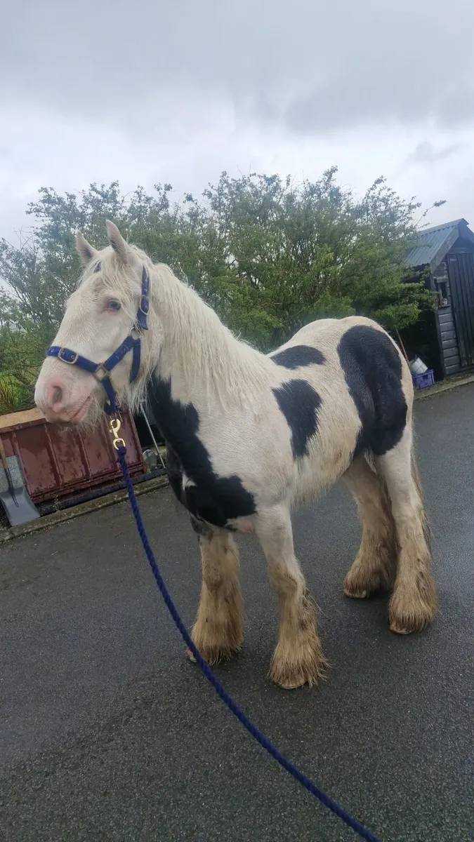Gelding cob for sale - Image 4