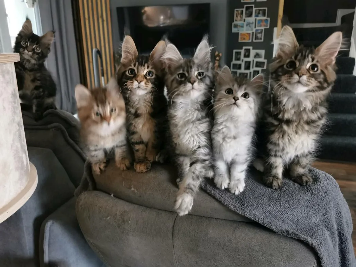 TICA Registered maine coon kittens - Image 1