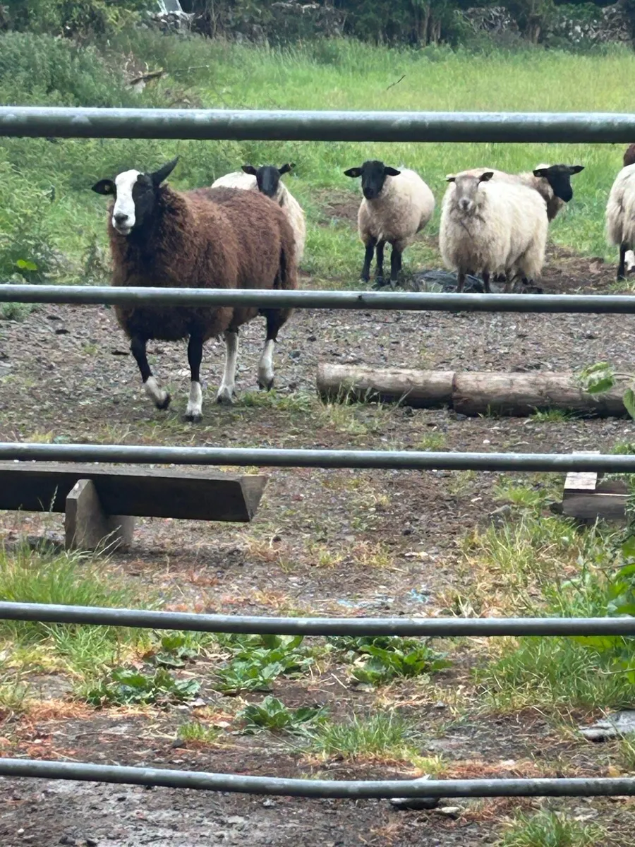 Sheep - Image 1