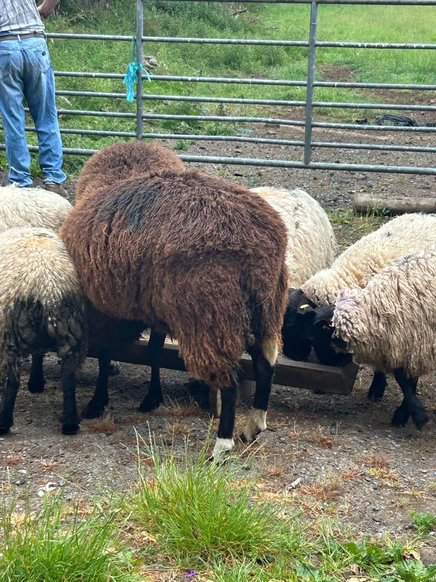 Sheep - Image 2