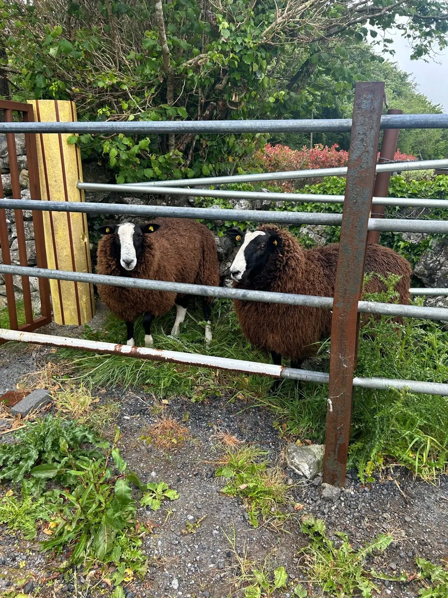 Sheep - Image 3