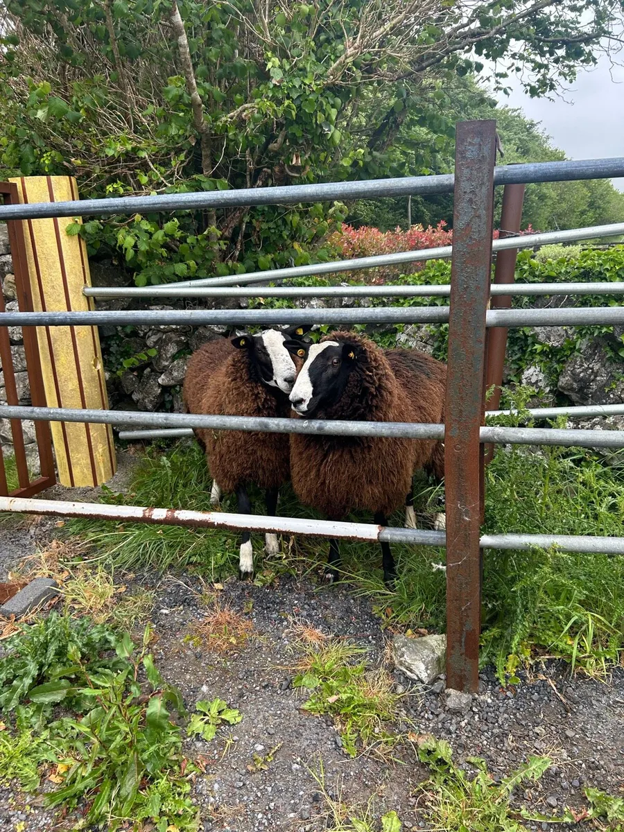 Sheep - Image 4