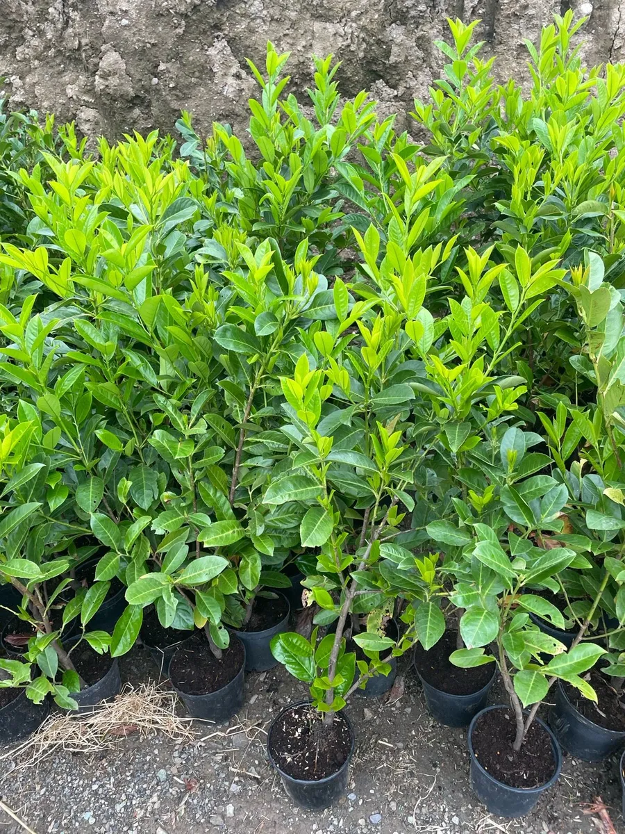 Laurel Hedging - Image 2