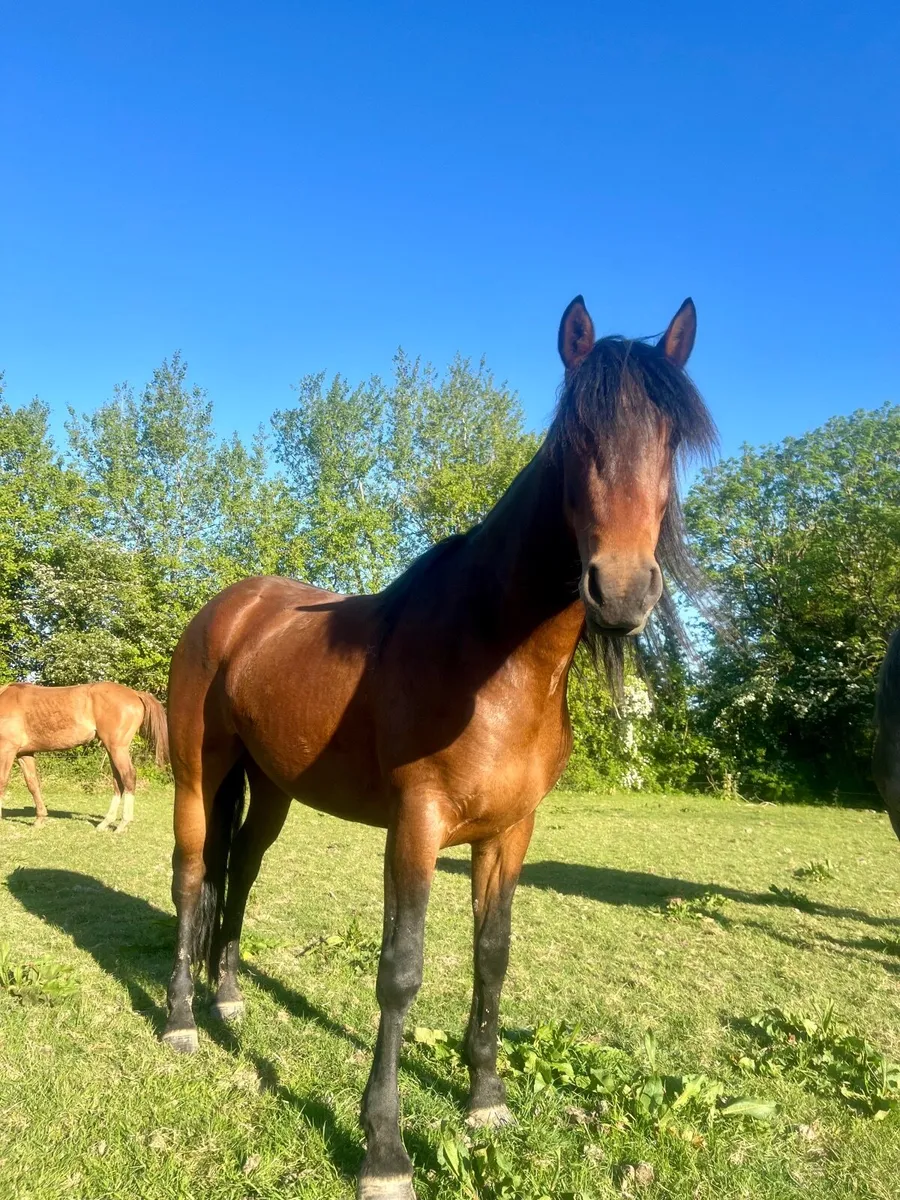 Unbroken 4 year old Connie - Image 2