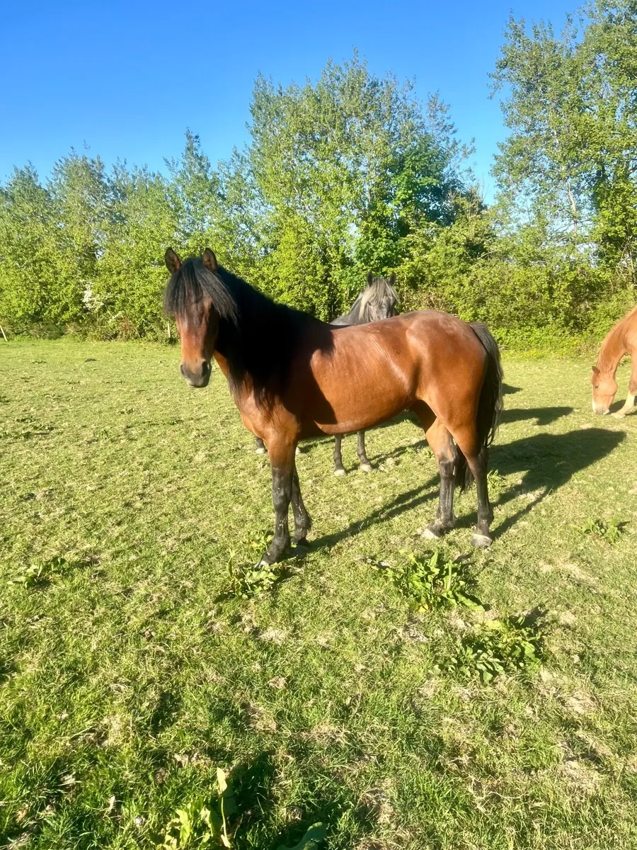 Unbroken 4 year old Connie - Image 3