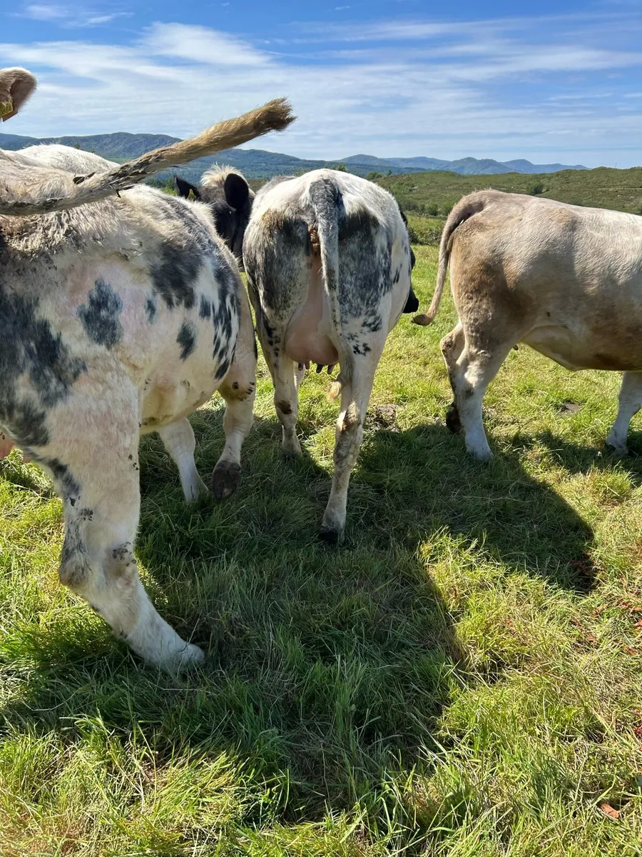 Bb in calf heifers - Image 1