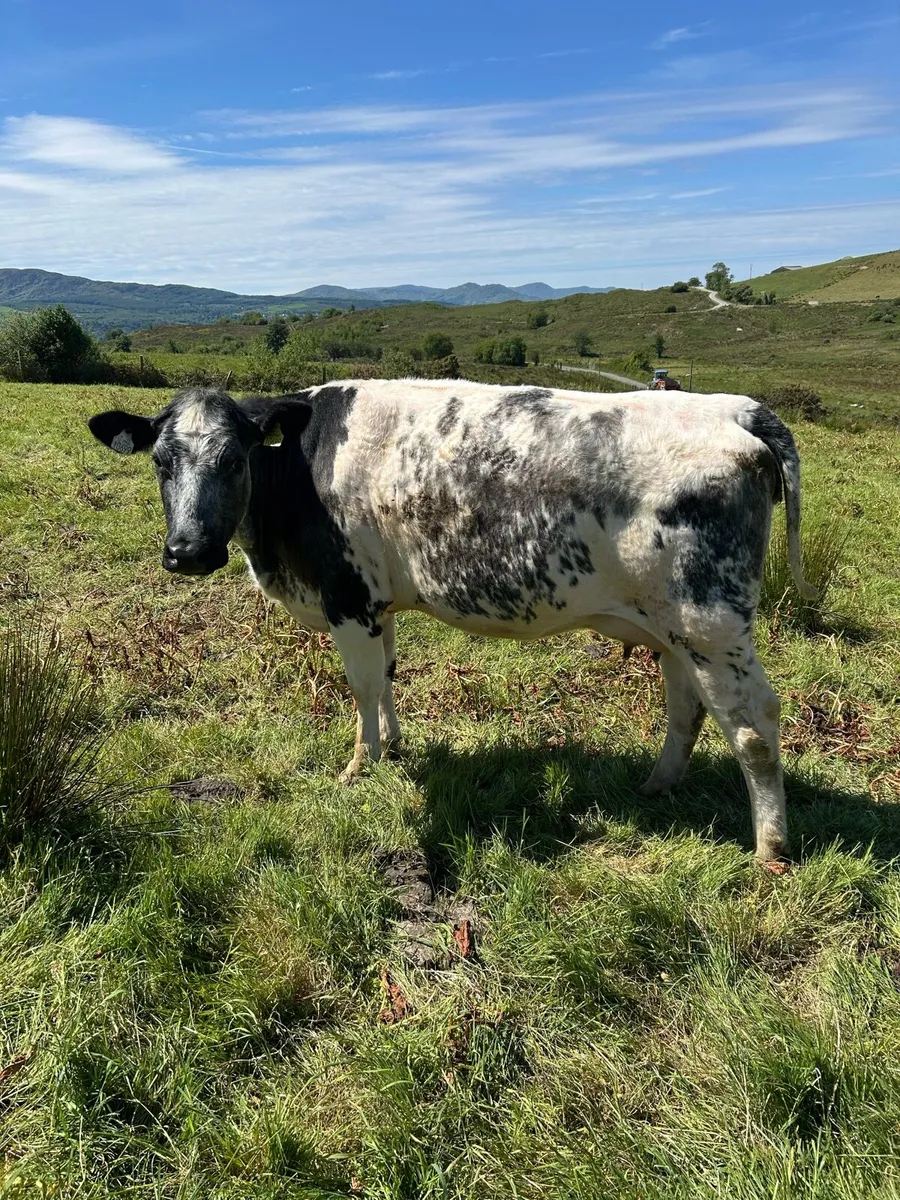 Bb in calf heifers - Image 3