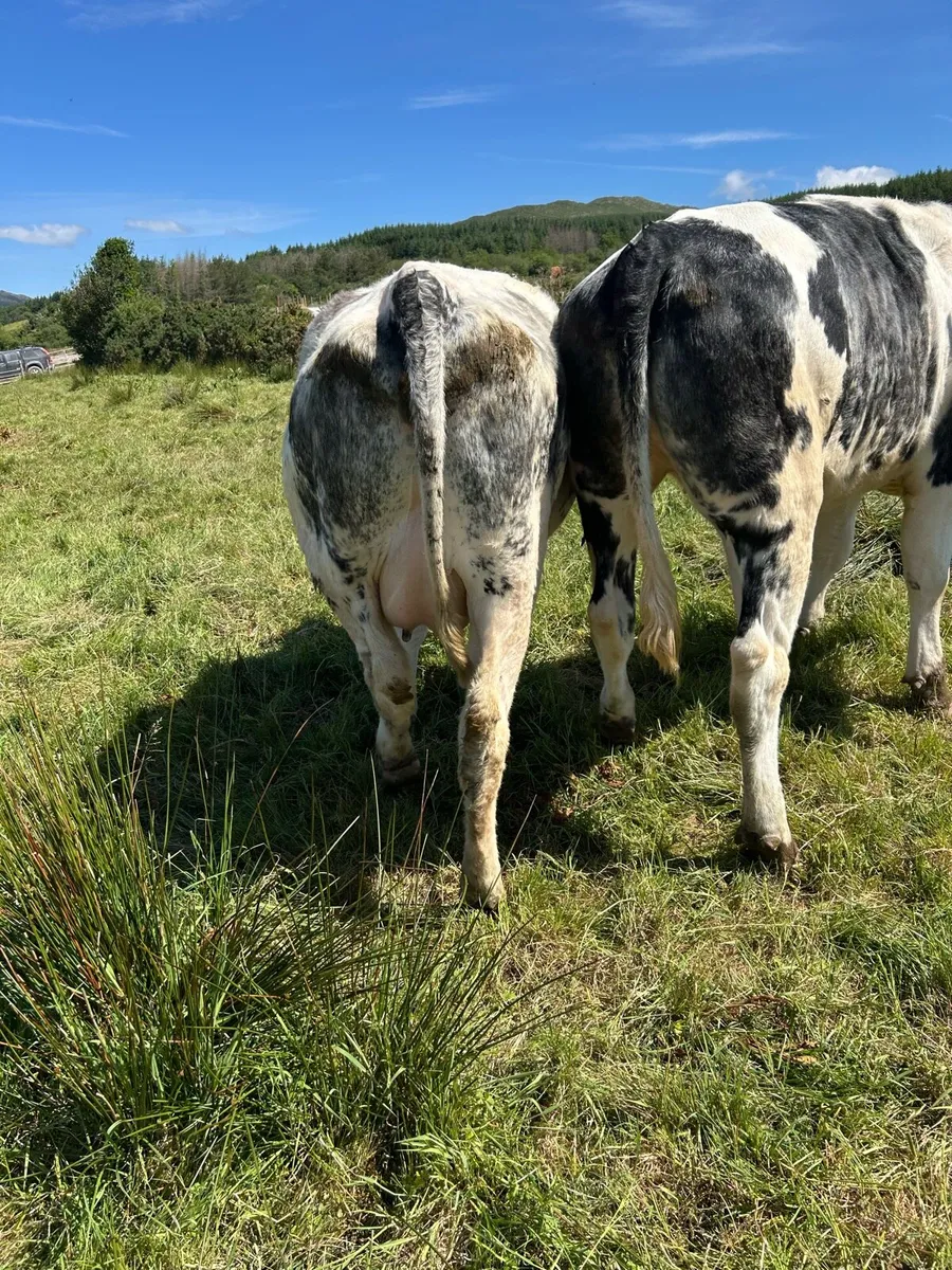 Bb in calf heifers - Image 4