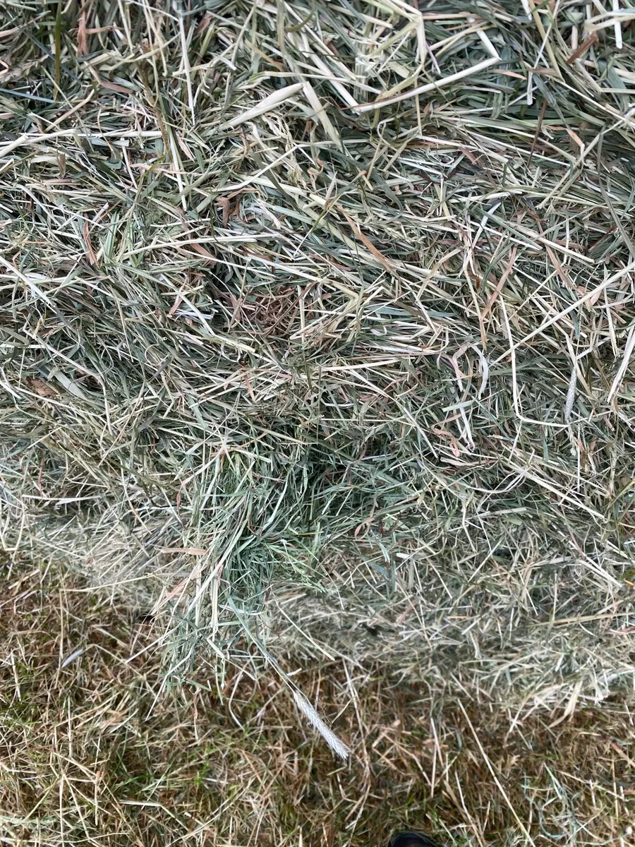Hay - Image 1
