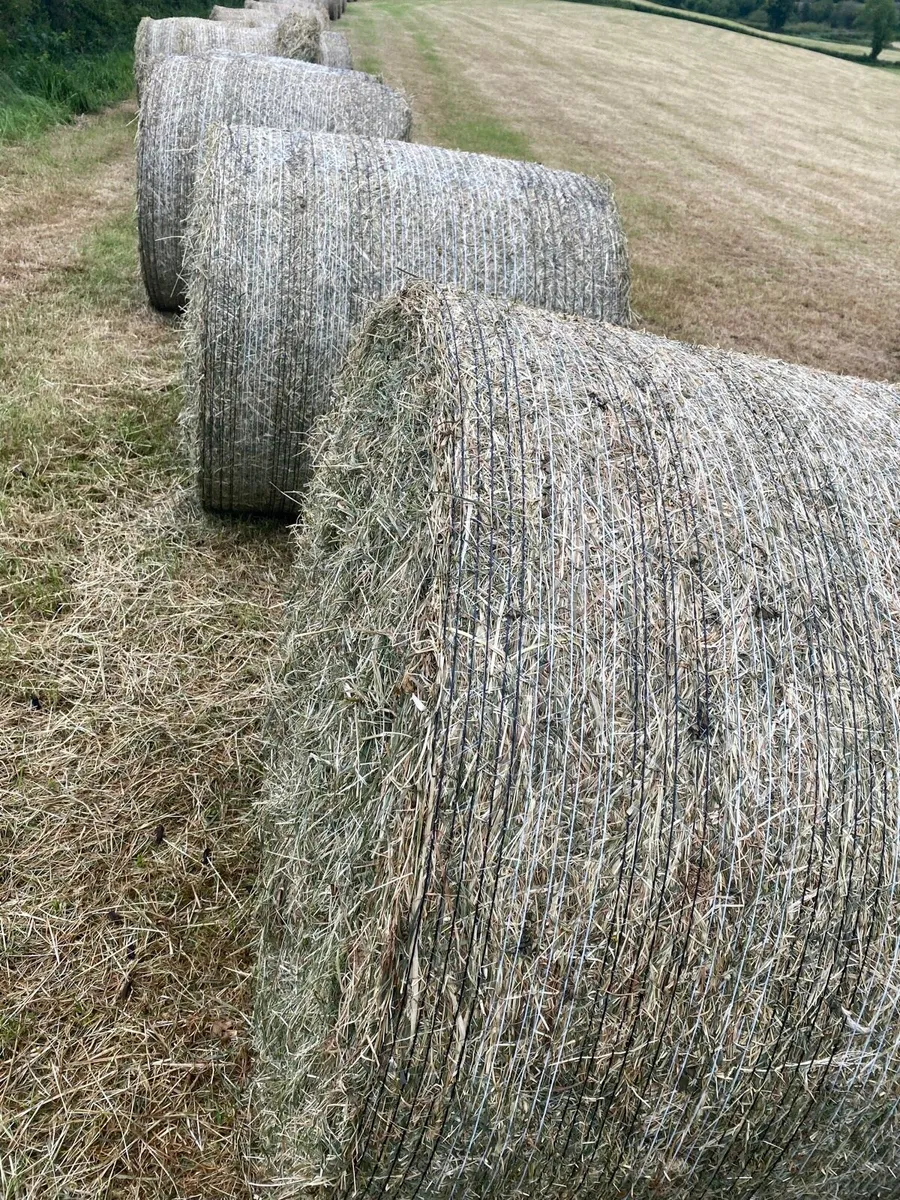 Hay - Image 2
