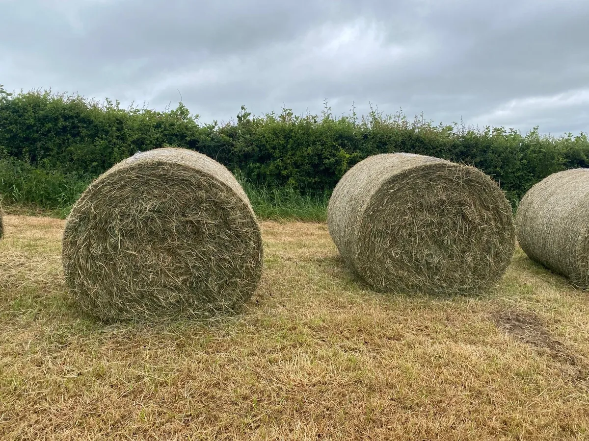 Hay - Image 3