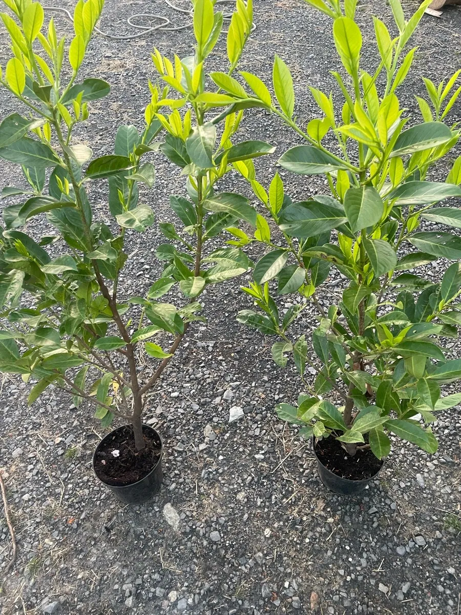 Laurel Hedging - Image 3