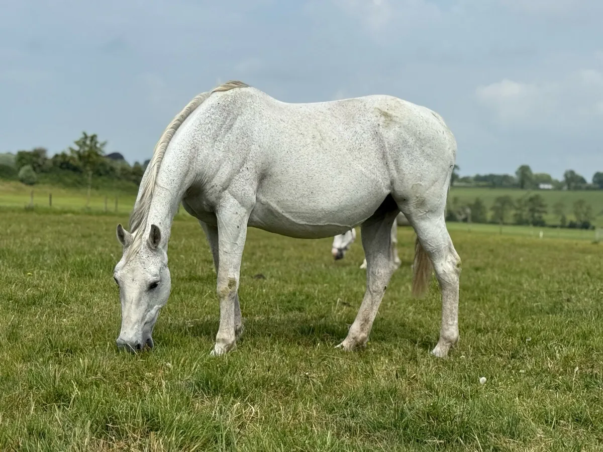 Broodmare due 20th of June - Image 1