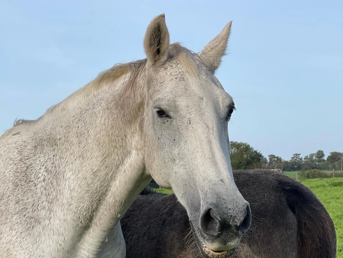 Broodmare due 20th of June - Image 2