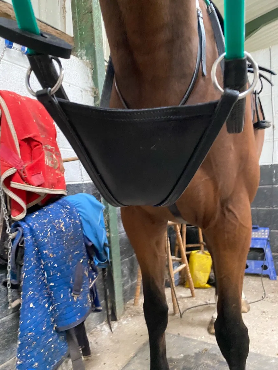 Race excercise bridles & accessories - Image 4