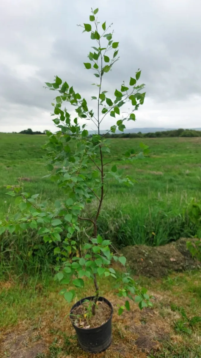 Silver Birch tree - Image 1
