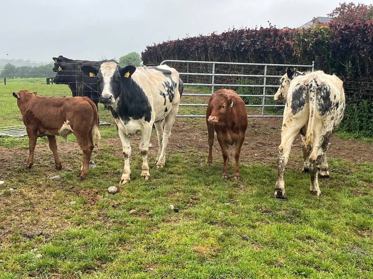 2 super 5 star blue cows with calf’s at foot - Image 1
