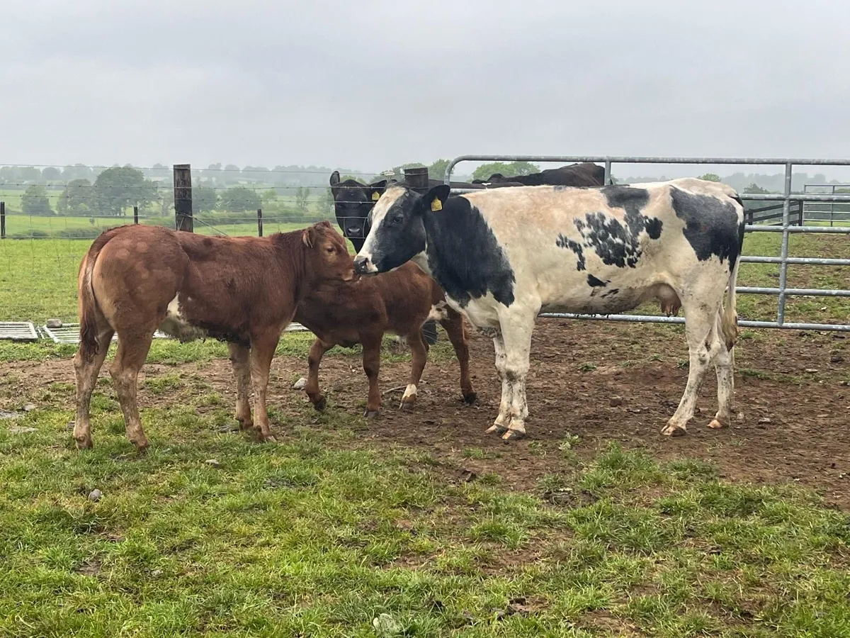 2 super 5 star blue cows with calf’s at foot - Image 2