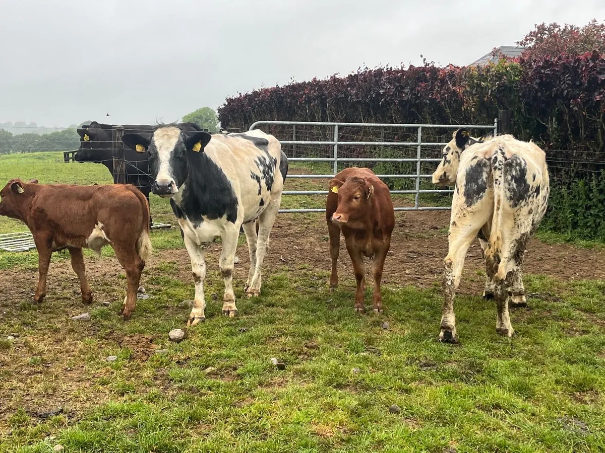 2 super 5 star blue cows with calf’s at foot - Image 4