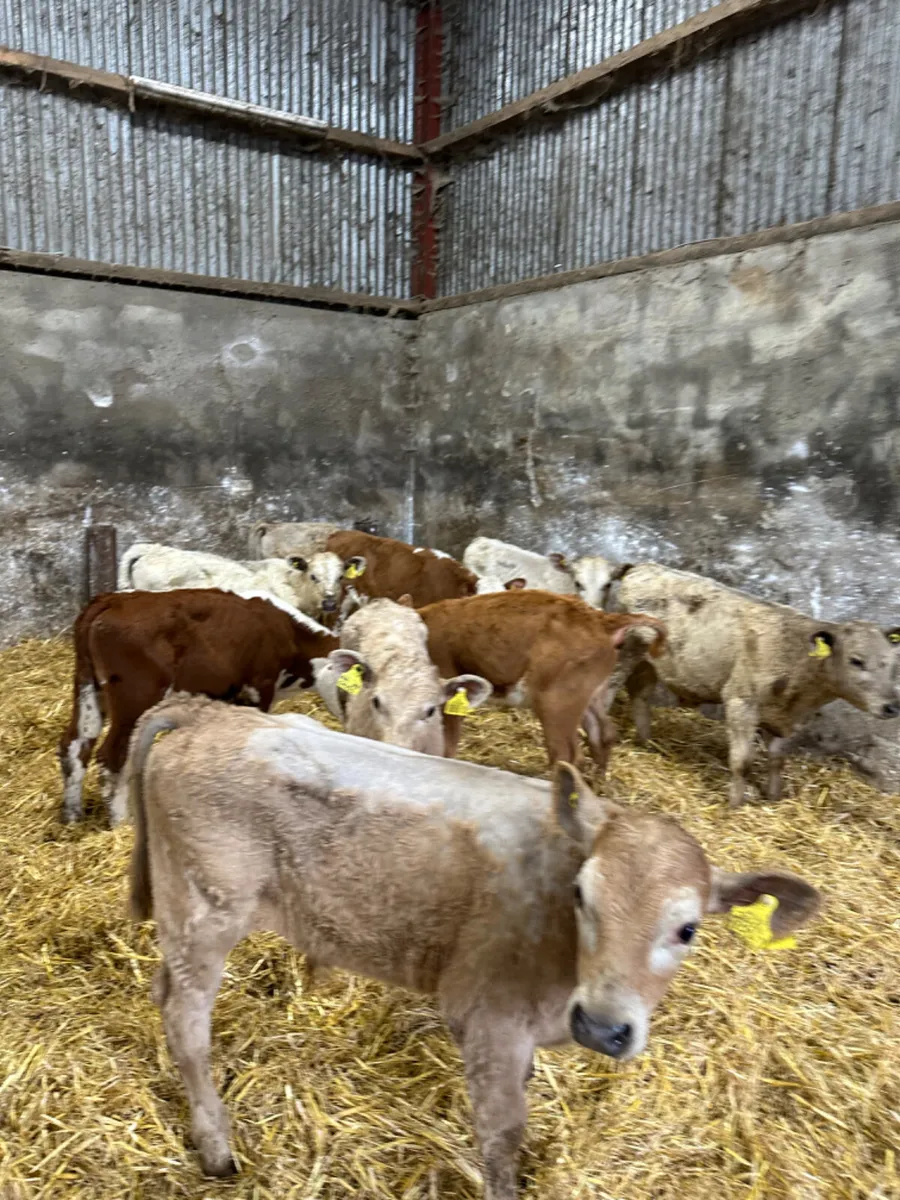 Charolais and Hereford bulls - Image 4