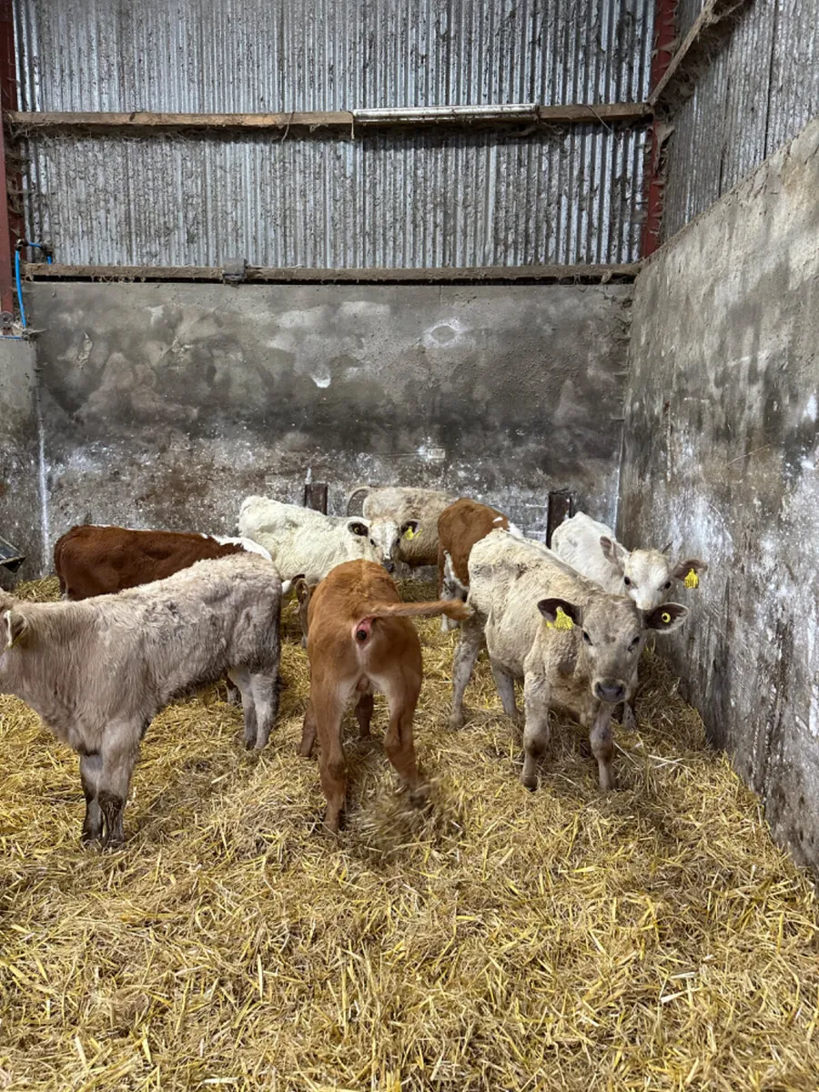 Charolais and Hereford bulls - Image 1