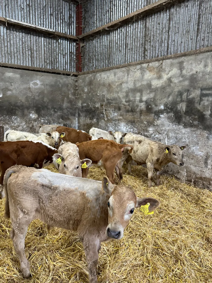 Charolais and Hereford bulls - Image 3