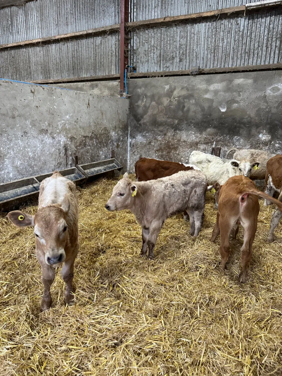 Charolais and Hereford bulls - Image 2