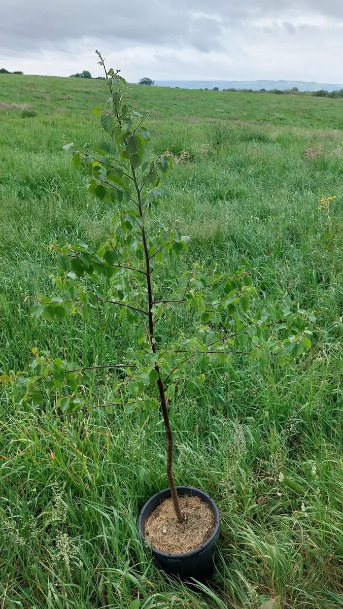 Silver Birch tree - Image 2