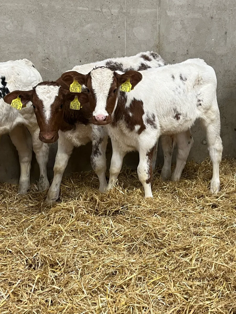 7 Super Bull Calves - Image 2