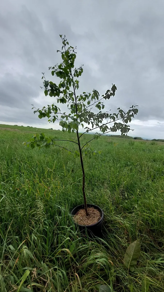 Silver Birch tree - Image 3