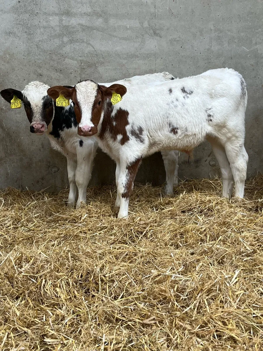 7 Super Bull Calves - Image 3