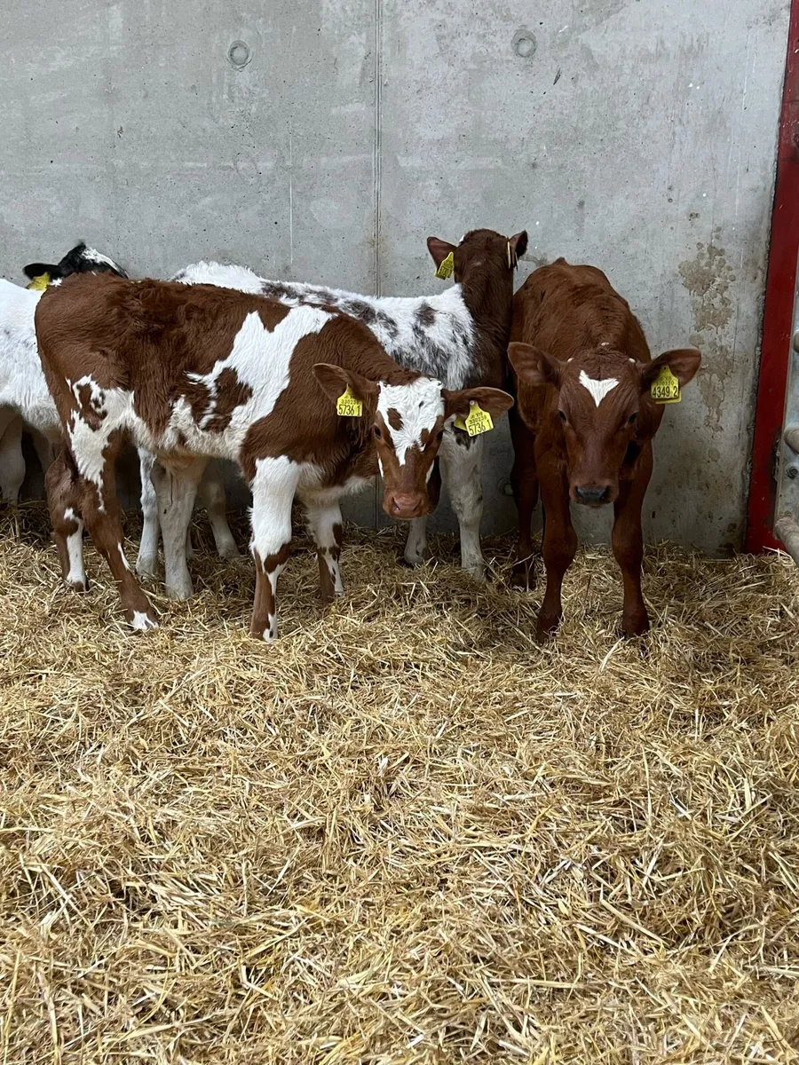 7 Super Bull Calves - Image 4