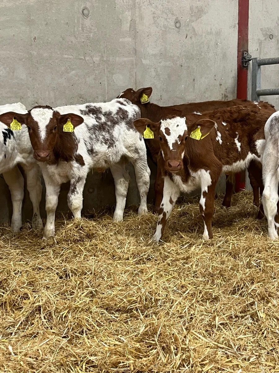 7 Super Bull Calves - Image 1